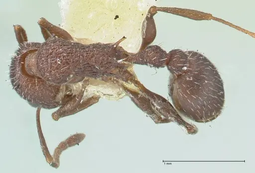 Temnothorax bugnioni - FOCOL2036
