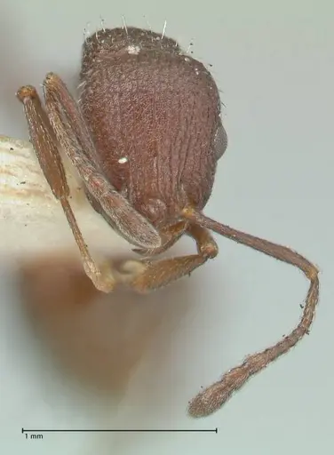 Temnothorax bugnioni - FOCOL2036