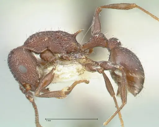 Temnothorax bugnioni - FOCOL2036