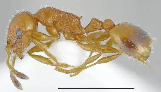 Temnothorax bulgaricus specimen