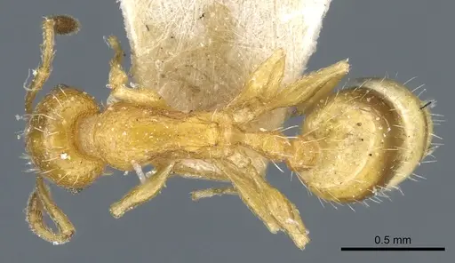 Temnothorax bulgaricus - CASENT0904743