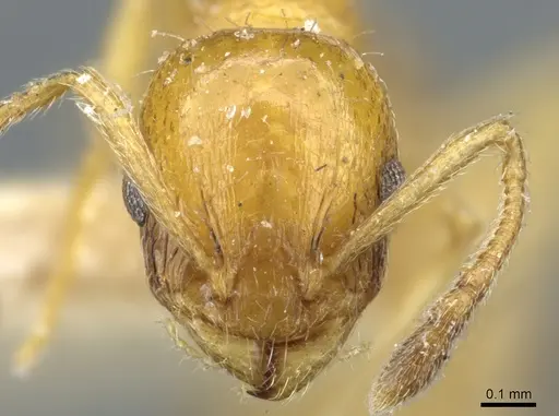 Temnothorax bulgaricus - CASENT0904743