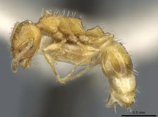 Temnothorax bulgaricus - CASENT0904743