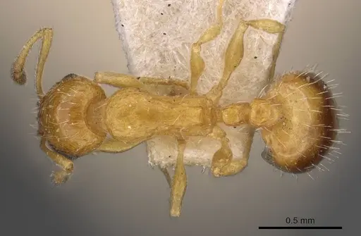 Temnothorax bulgaricus - CASENT0909014