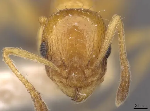 Temnothorax bulgaricus - CASENT0909014