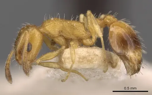 Temnothorax bulgaricus - CASENT0909014