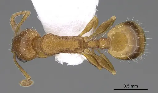 Temnothorax bulgaricus - CASENT0914253