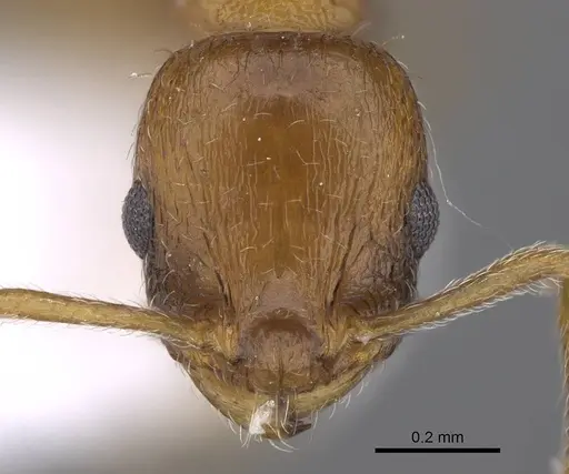 Temnothorax bulgaricus - CASENT0914253