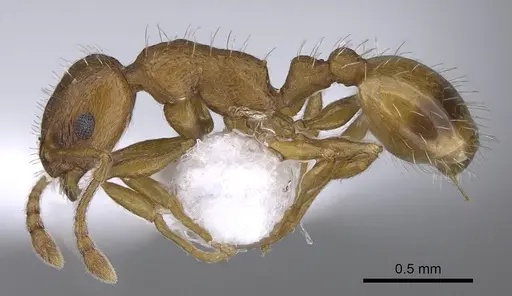 Temnothorax bulgaricus - CASENT0914253