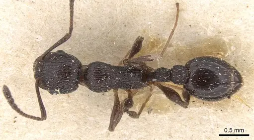 Temnothorax cabrerae specimen