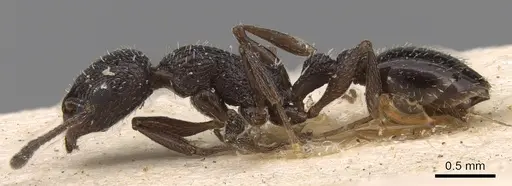 Temnothorax cabrerae specimen