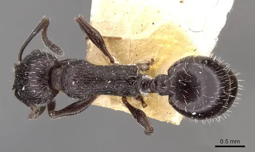 Temnothorax cabrerae - CASENT0909007