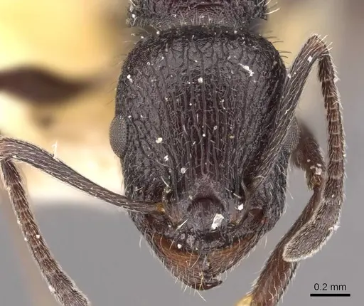 Temnothorax cabrerae - CASENT0909007