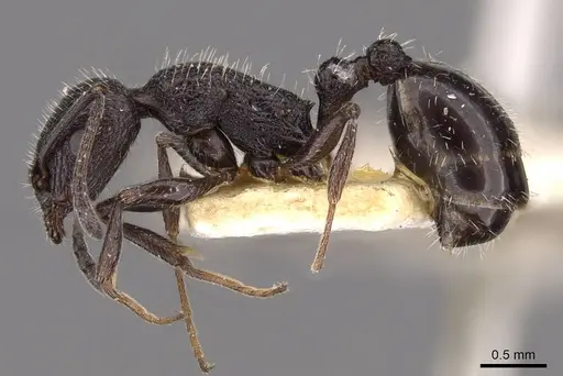 Temnothorax cabrerae - CASENT0909007