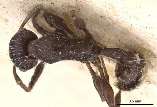 Temnothorax cabrerae - CASENT0909008