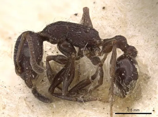 Temnothorax cabrerae - CASENT0909008