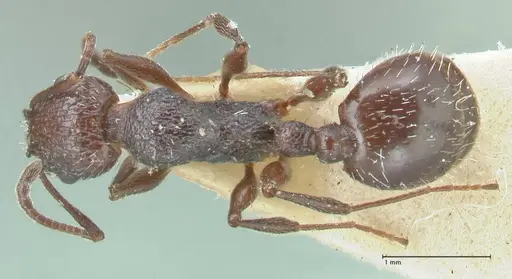 Temnothorax cabrerae - FOCOL2028