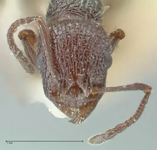 Temnothorax cabrerae - FOCOL2028