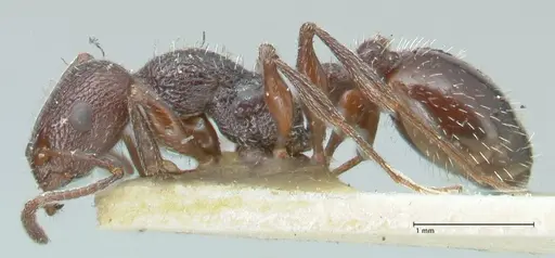 Temnothorax cabrerae - FOCOL2028