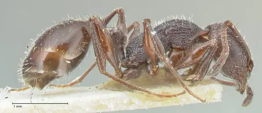 Temnothorax cabrerae - FOCOL2028