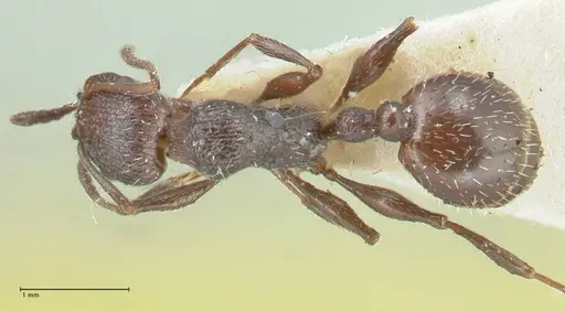 Temnothorax cabrerae - FOCOL2029