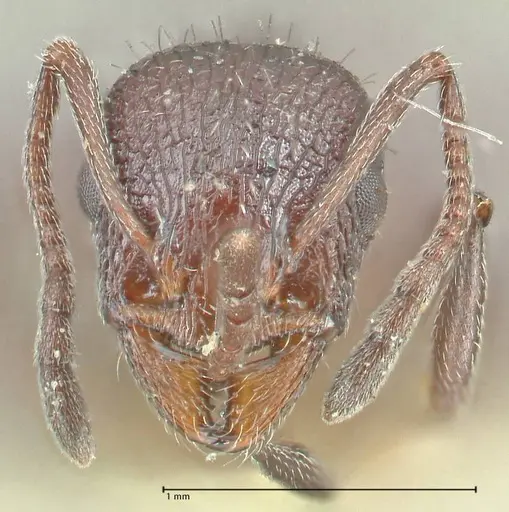 Temnothorax cabrerae - FOCOL2029