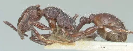 Temnothorax cabrerae - FOCOL2029