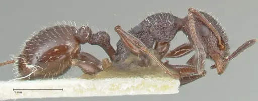 Temnothorax cabrerae - FOCOL2029