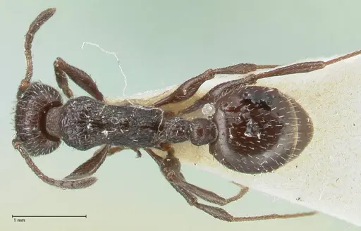 Temnothorax cabrerae - FOCOL2030