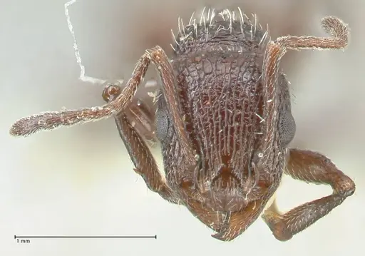 Temnothorax cabrerae - FOCOL2030