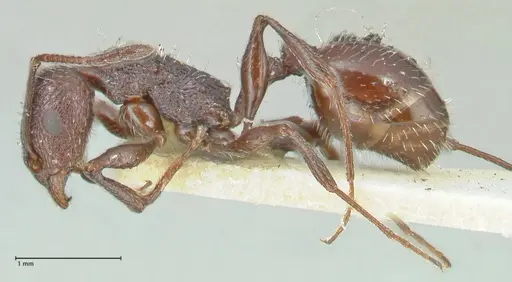 Temnothorax cabrerae - FOCOL2030