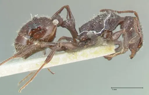 Temnothorax cabrerae - FOCOL2030