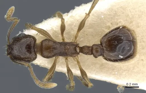 Temnothorax caesari specimen