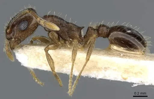 Temnothorax caesari specimen