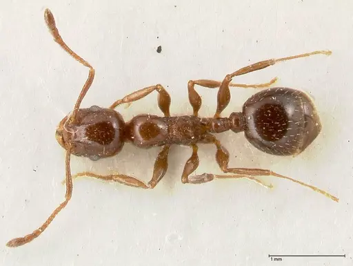Temnothorax cagnianti - FOCOL0611