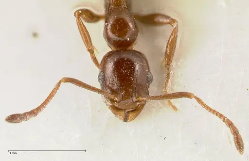 Temnothorax cagnianti - FOCOL0611