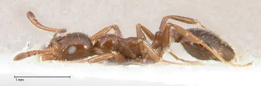 Temnothorax cagnianti - FOCOL0611