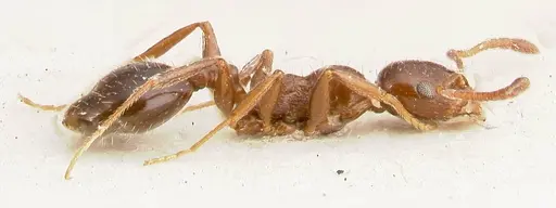 Temnothorax cagnianti - FOCOL0611