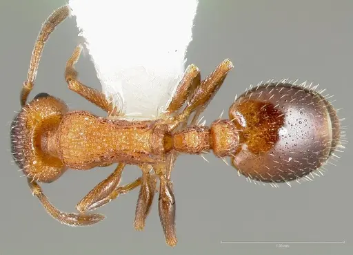 Temnothorax caguatan specimen