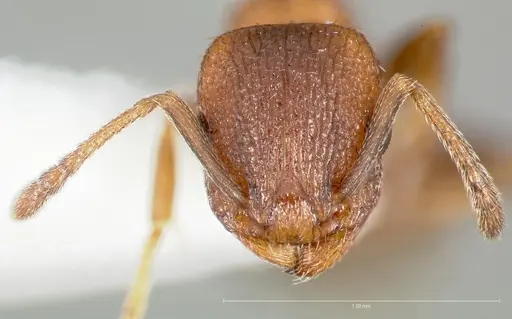 Temnothorax caguatan specimen
