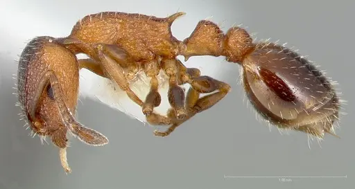 Temnothorax caguatan specimen