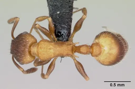 Temnothorax caguatan - CASENT0118155