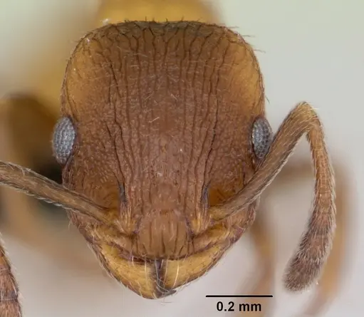 Temnothorax caguatan - CASENT0118155