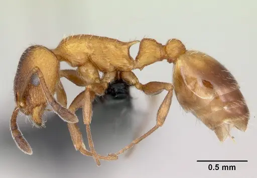 Temnothorax caguatan - CASENT0118155