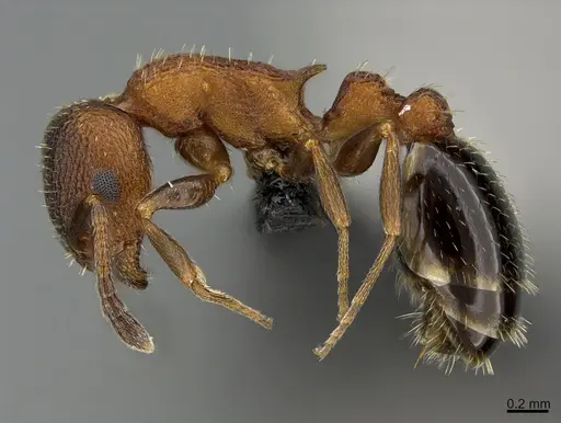 Temnothorax caguatan - CASENT0218887