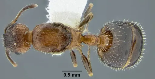 Temnothorax caguatan - CASENT0339250