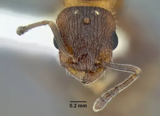 Temnothorax caguatan - CASENT0339250