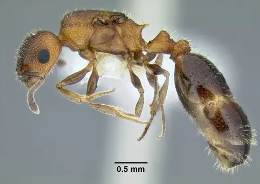 Temnothorax caguatan - CASENT0339250