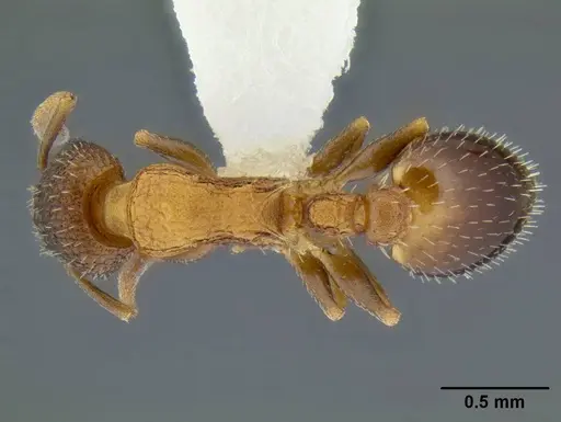 Temnothorax caguatan - CASENT0339286