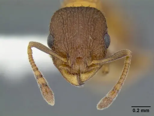 Temnothorax caguatan - CASENT0339286